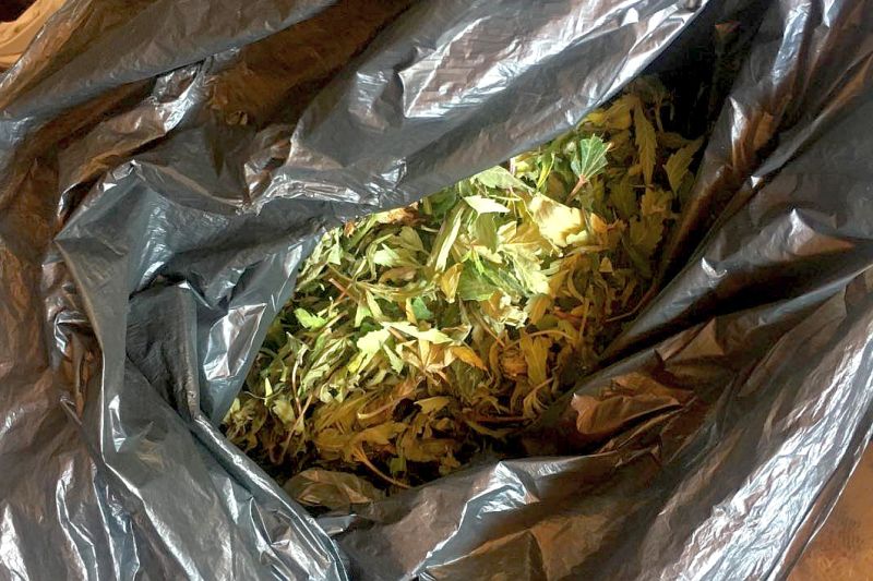 У Београду заплењено 1,3 килограма марихуане
