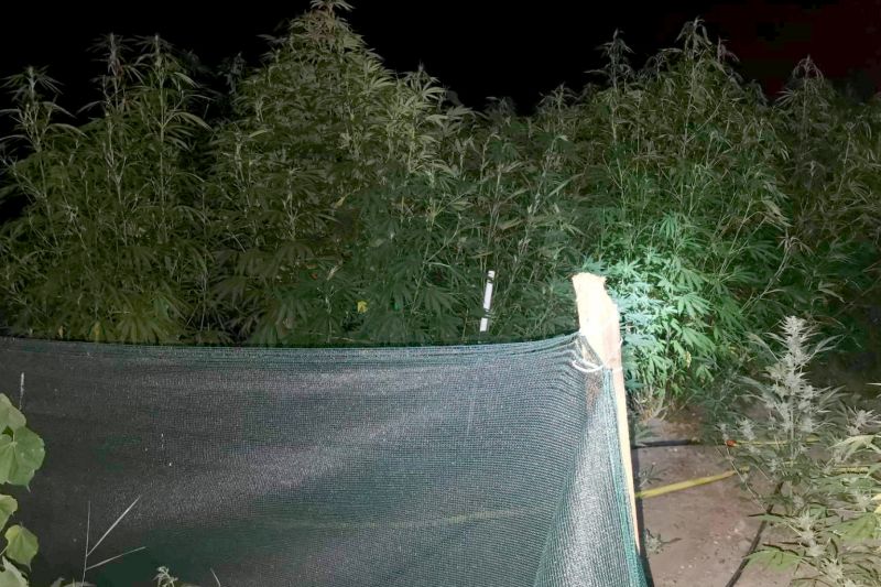 У Ковилову пронађен илегални засад марихуане