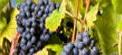 Расписан конкурс за финансирање ерадикације заражених и запуштених винограда