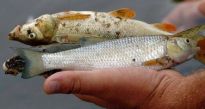 Пријаве за привредни преступ због угинућа рибе у реци Топлици